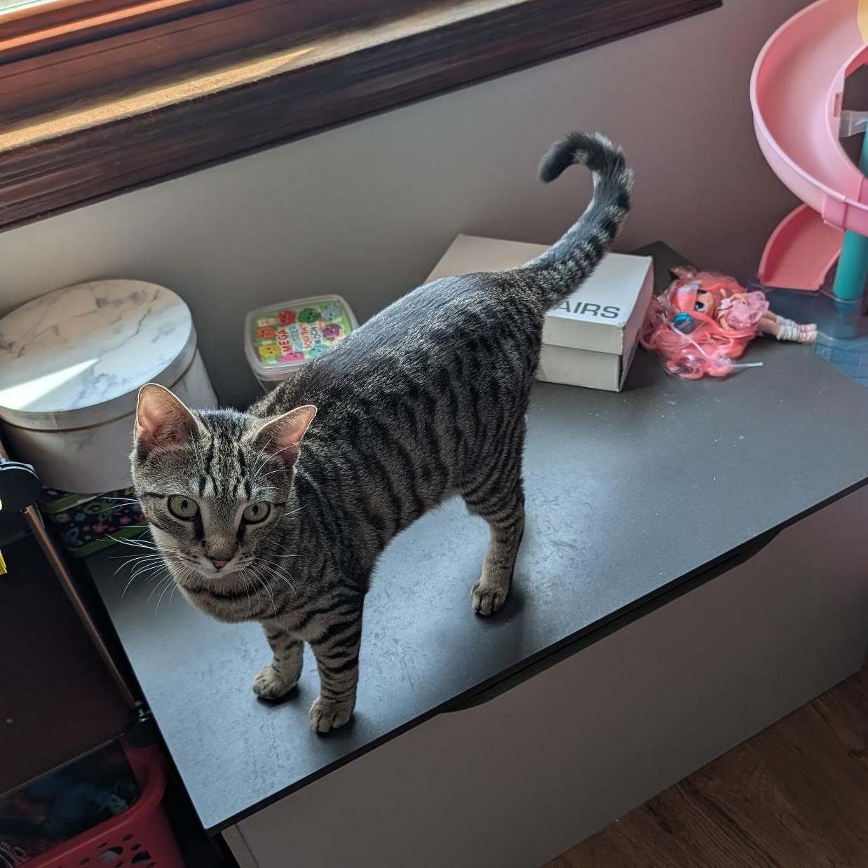 Sugar, Adoptable, Kitten Female Domestic Short Hair.