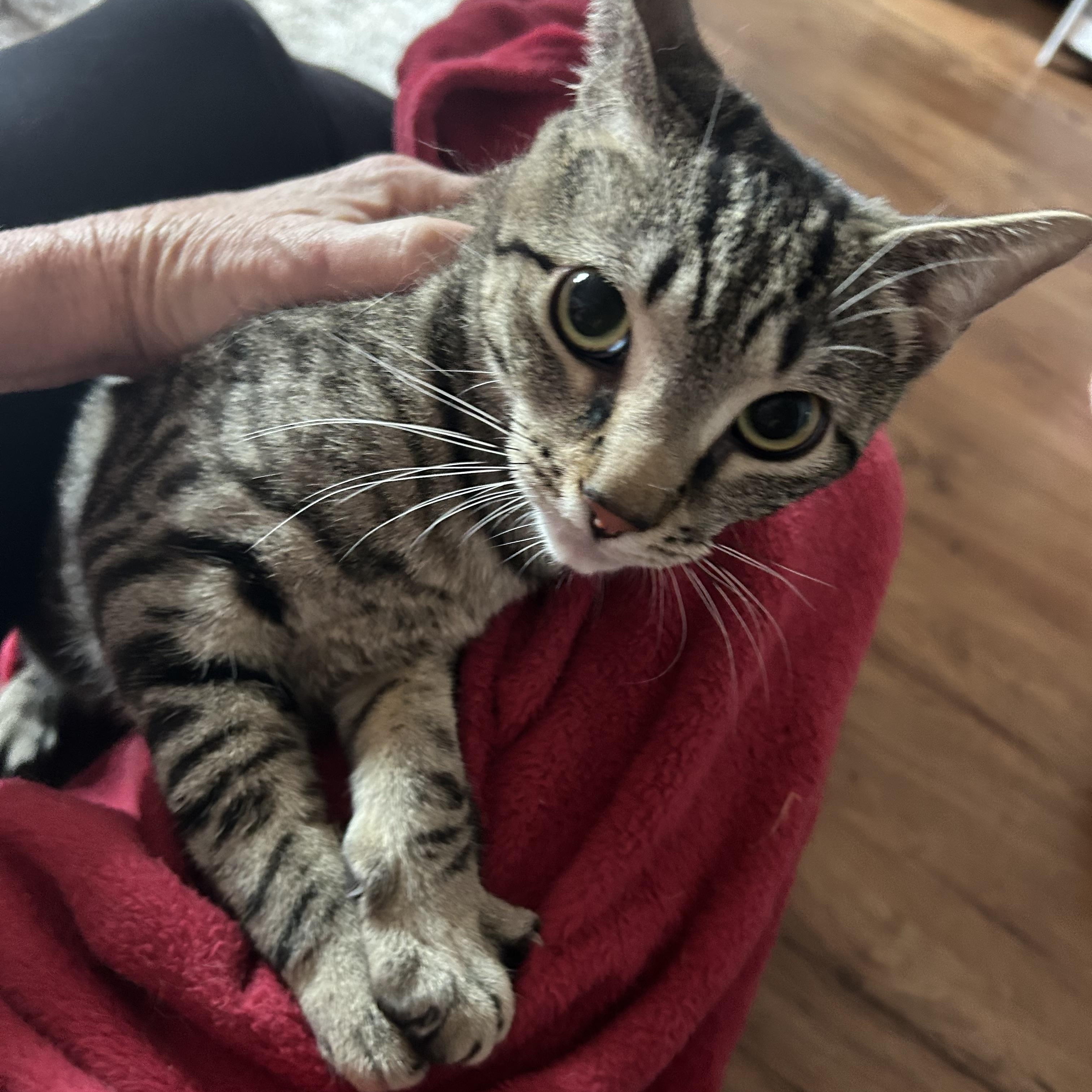 Sugar, a Adoptable Domestic Short Hair in Beltsville, MD image 3/6