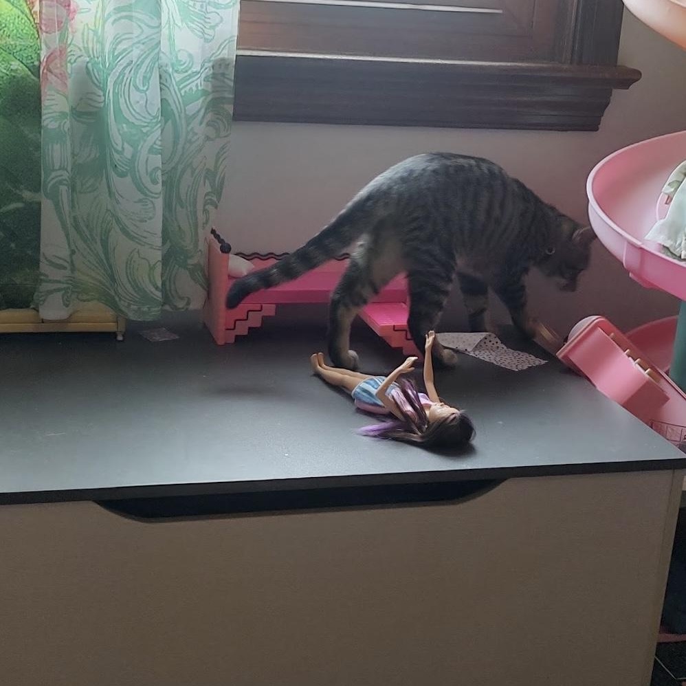 Enlarge Sugar, a Adoptable Domestic Short Hair in Beltsville, MD image 3/3