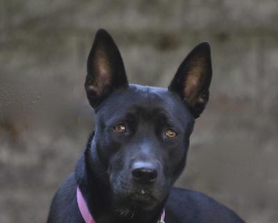 Mary, Adoptable, Adult Female Siberian Husky & Pit Bull Terrier.