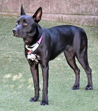 Enlarge Mary, a Adoptable mixed breed in Cleveland, OH image 2/3