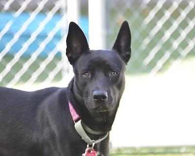 Enlarge Mary, a Adoptable mixed breed in Cleveland, OH image 3/3