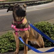 Enlarge Zari, a Adoptable Shepherd in Wake Forest, NC image 1/5