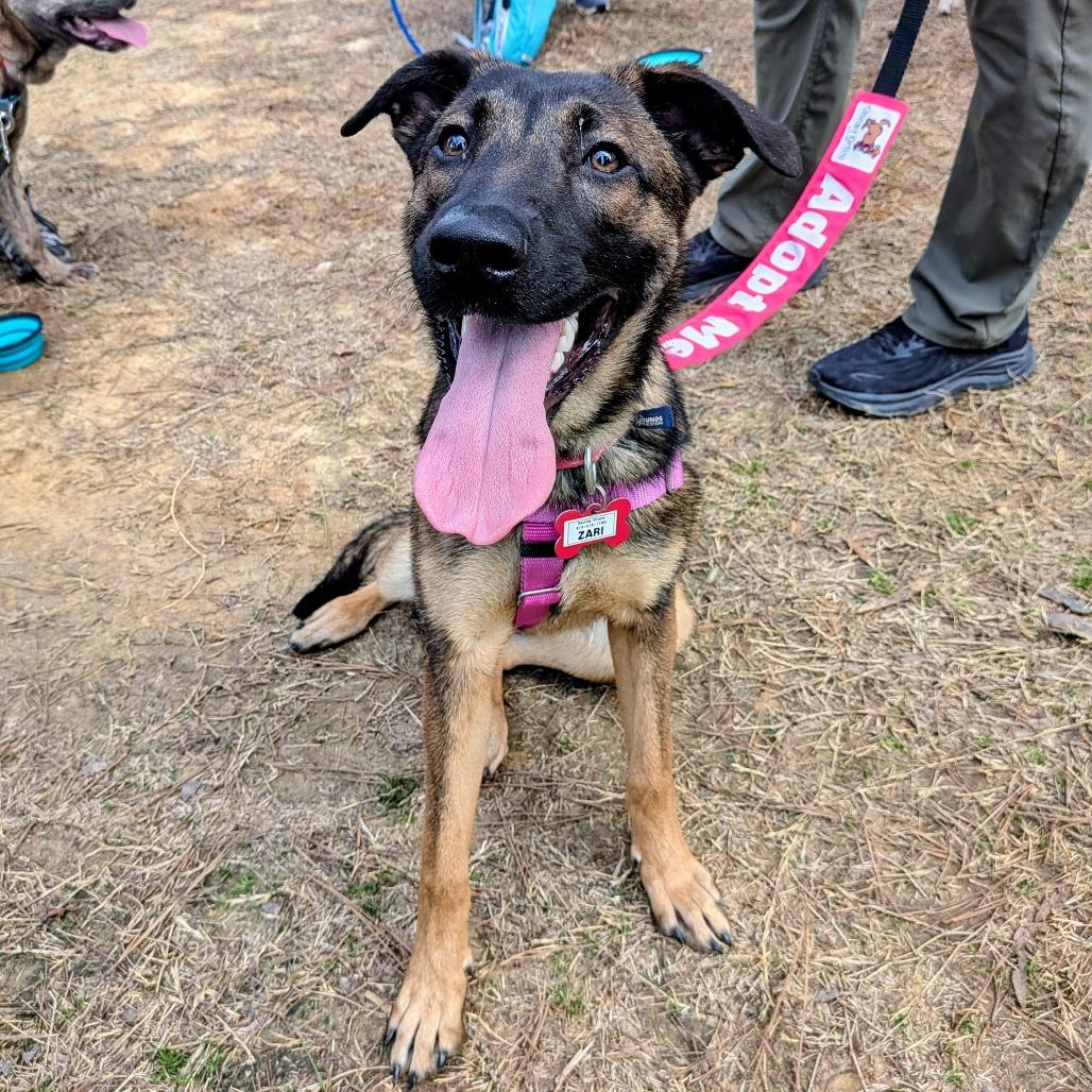 Enlarge Zari, a Adoptable Shepherd in Wake Forest, NC image 2/5
