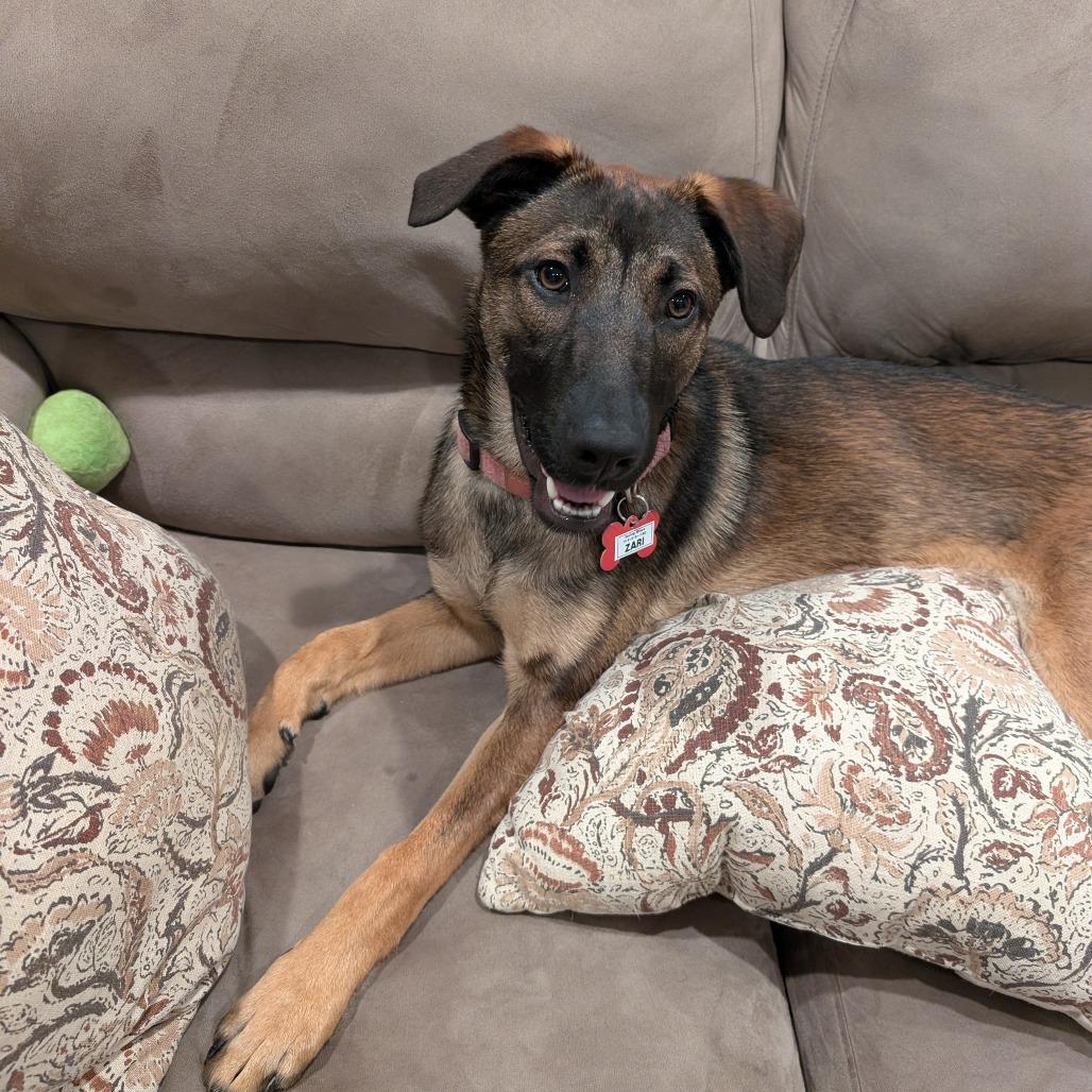 Enlarge Zari, a Adoptable Shepherd in Wake Forest, NC image 3/6