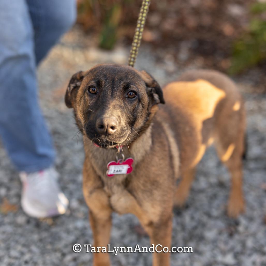 Enlarge Zari, a Adoptable Shepherd in Wake Forest, NC image 3/5