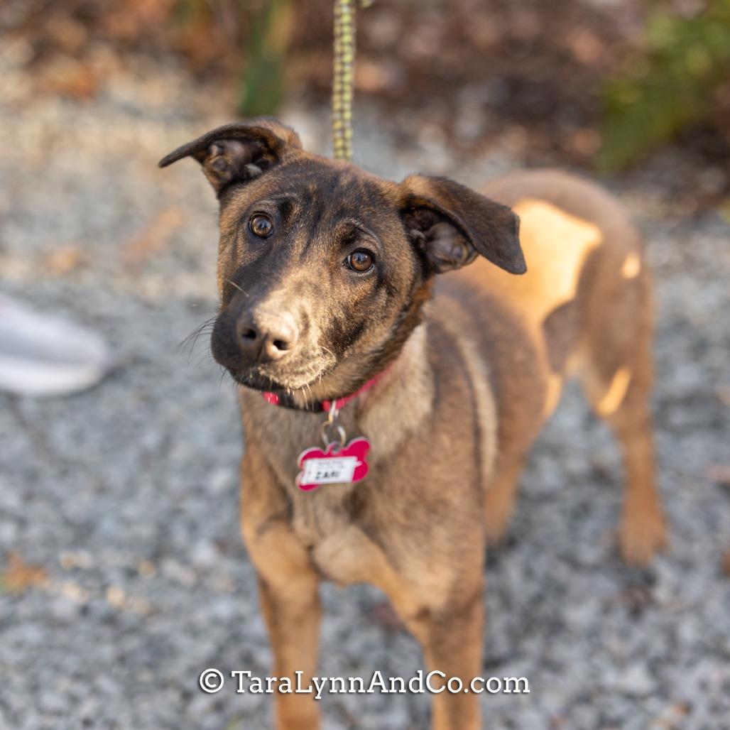 Enlarge Zari, a Adoptable Shepherd in Wake Forest, NC image 4/5