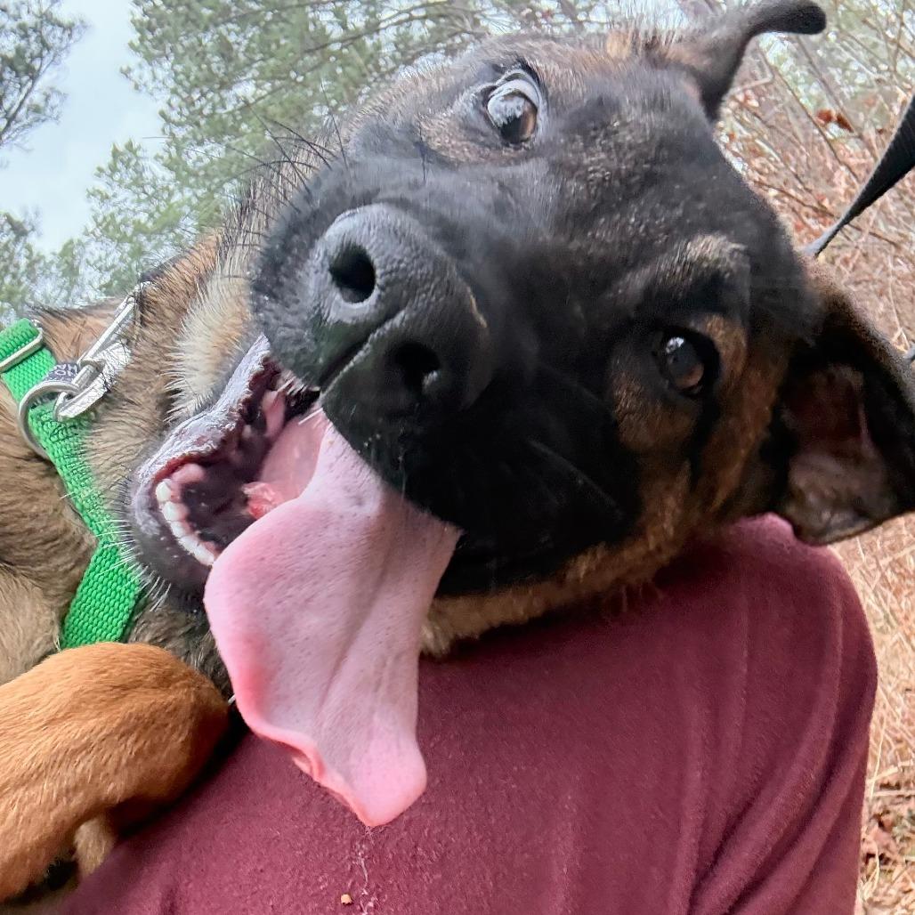 Enlarge Zari, a Adoptable Shepherd in Wake Forest, NC image 5/5