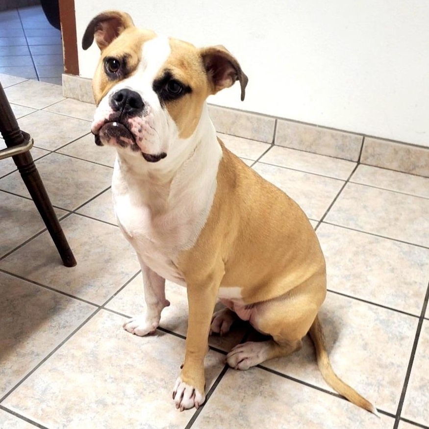 Rockee — thumbnail 4