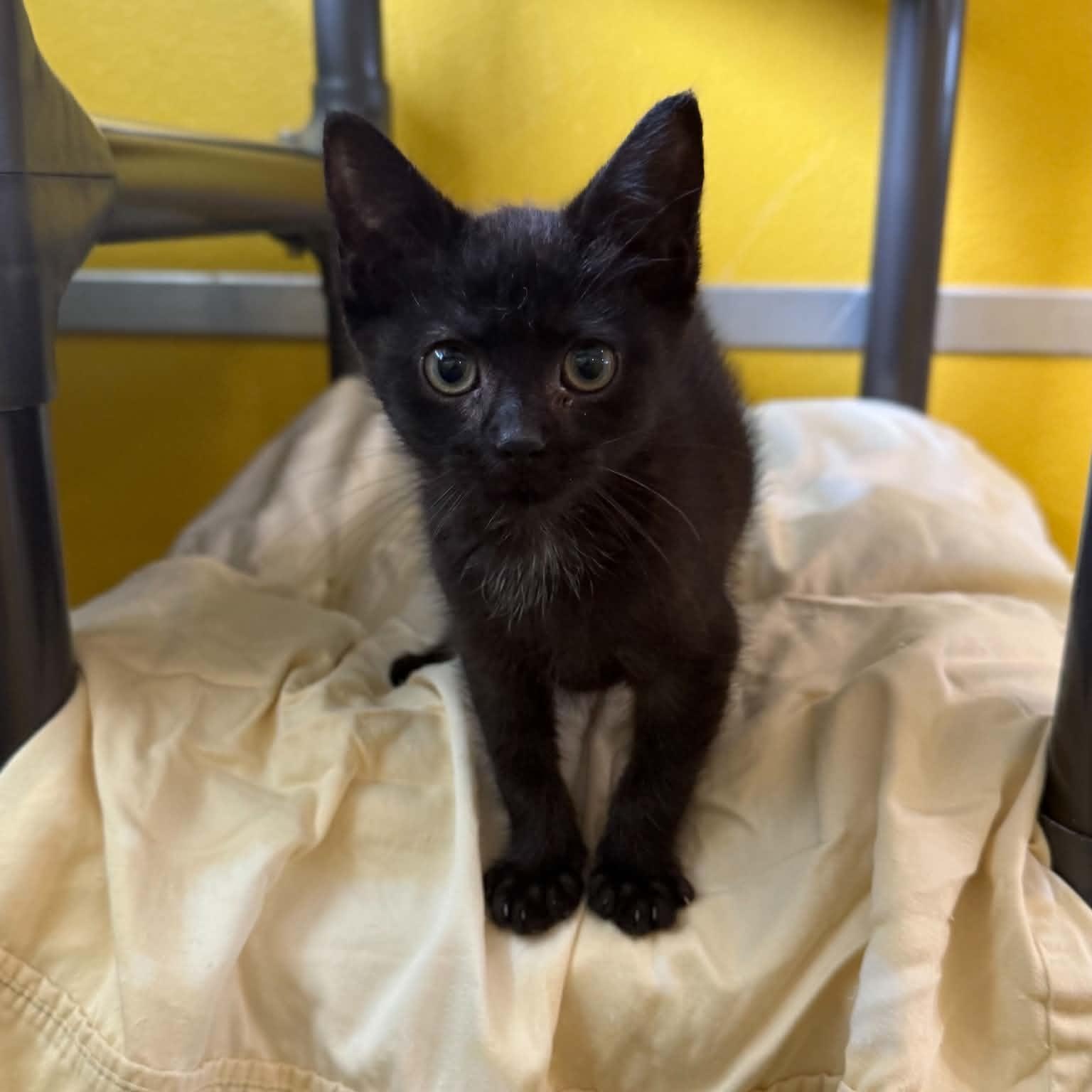 Patty, Adoptable, Kitten Female Domestic Short Hair.