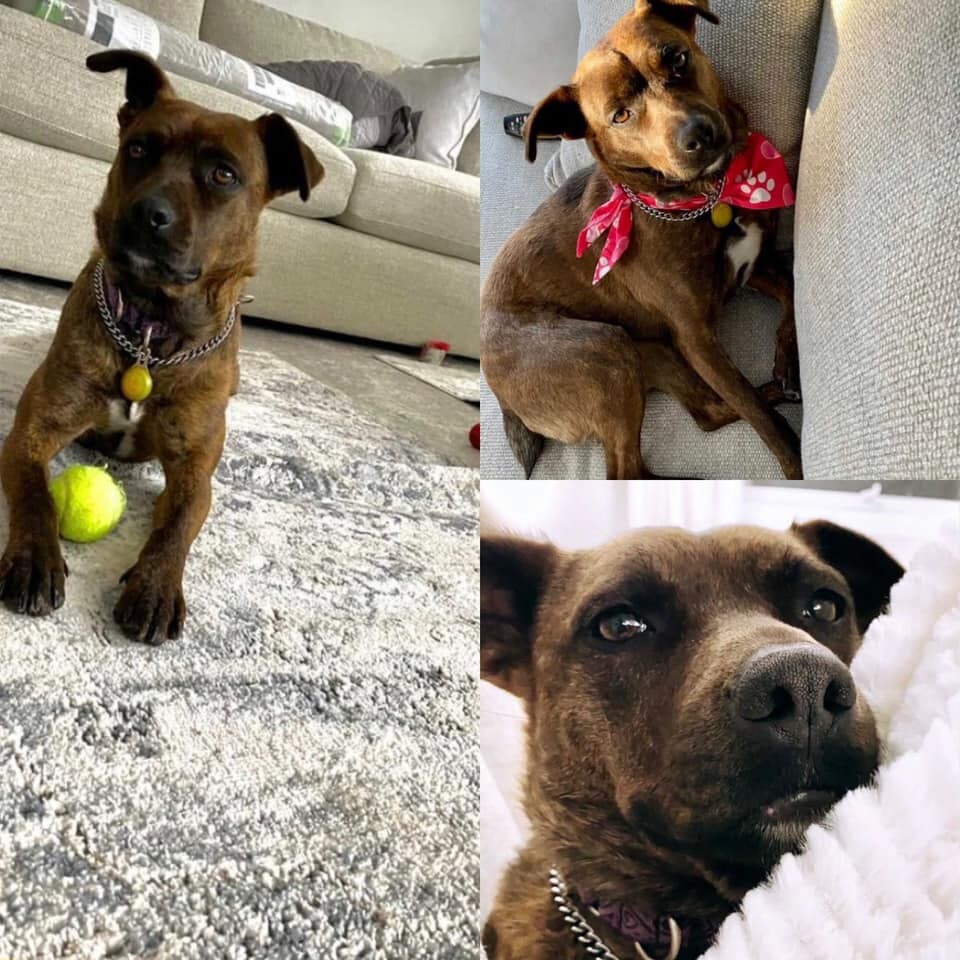 Enlarge Zoe - in a local foster home, a Adoptable mixed breed in New Bedford, MA image 8/11