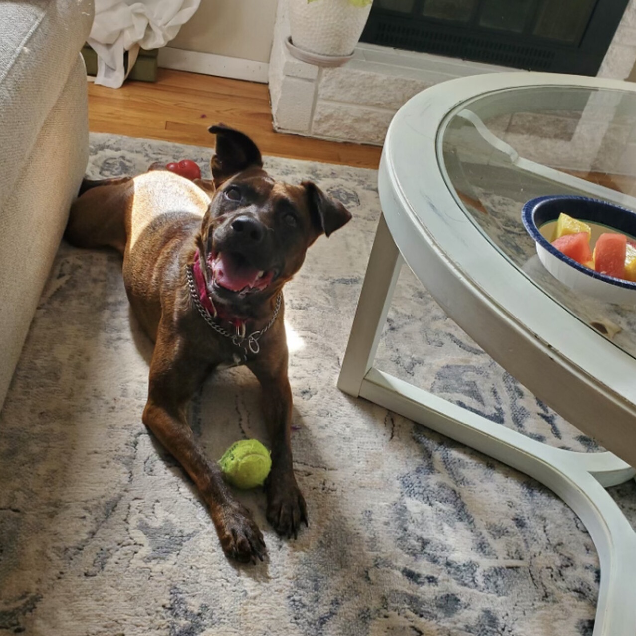 Enlarge Zoe - in a local foster home, a Adoptable mixed breed in New Bedford, MA image 9/11