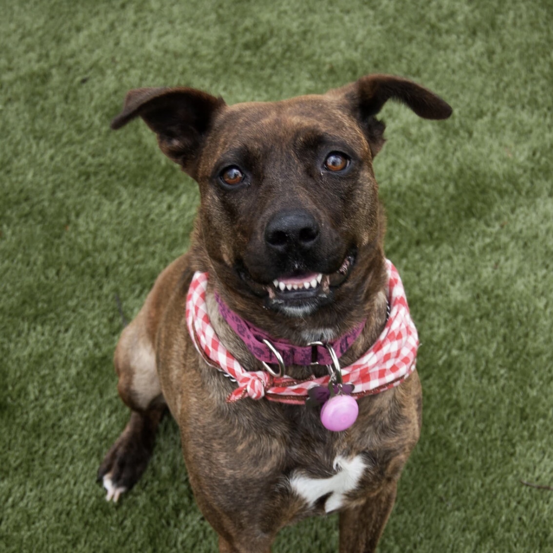 Enlarge Zoe - in a local foster home, a Adoptable mixed breed in New Bedford, MA image 10/11