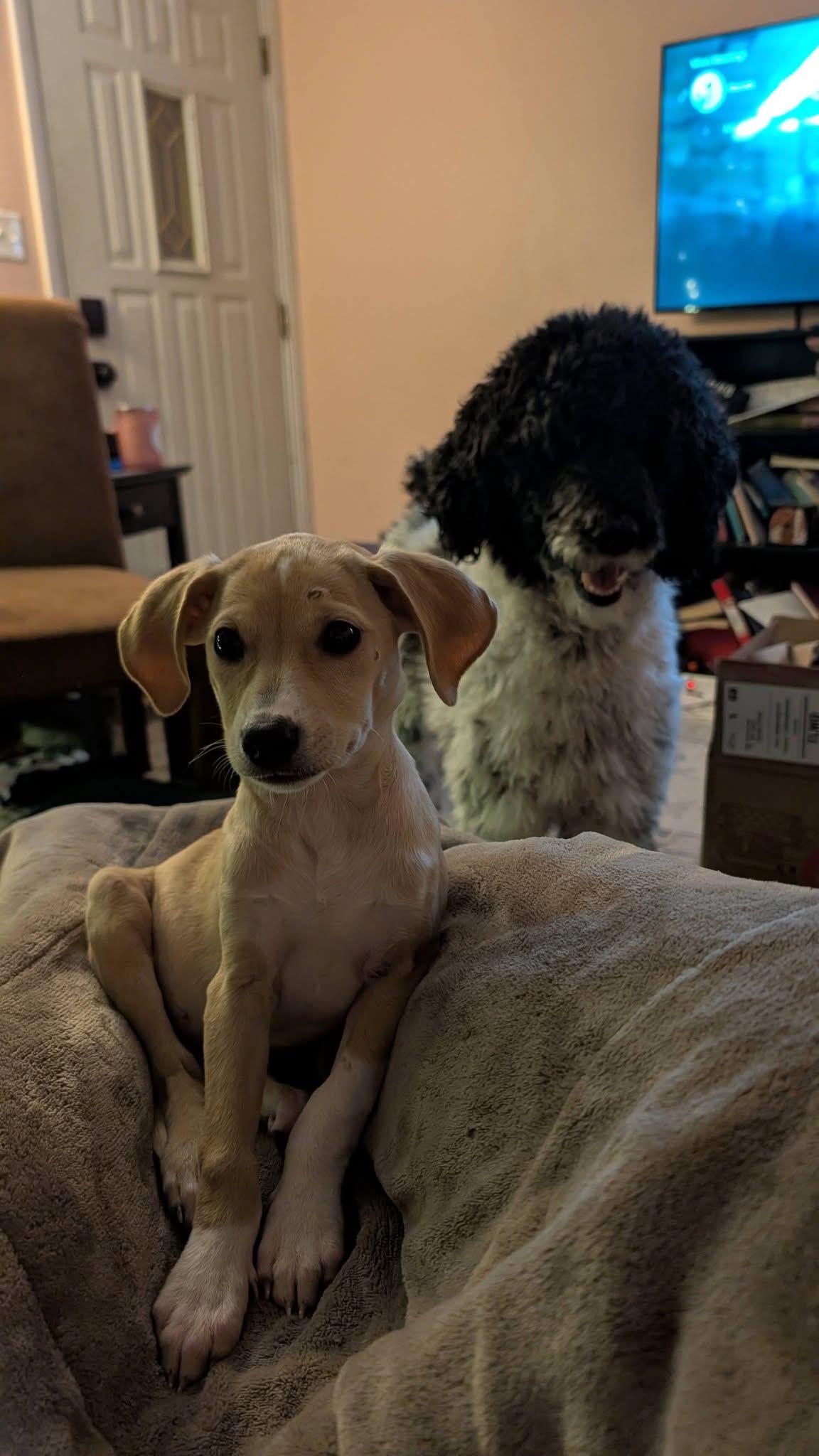 Rosie the tiny mixed breed, Adoptable, Puppy Female Cocker Spaniel & Jack Russell Terrier.