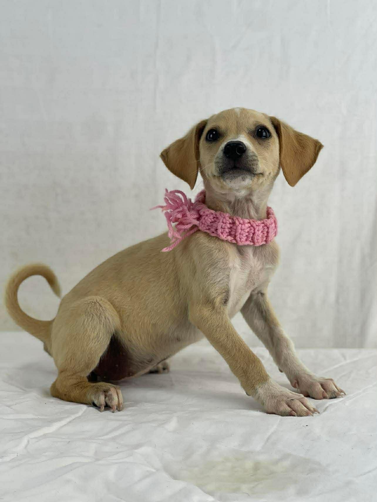 Enlarge Rosie the tiny mixed breed, a Adoptable mixed breed in Muskego, WI image 4/6