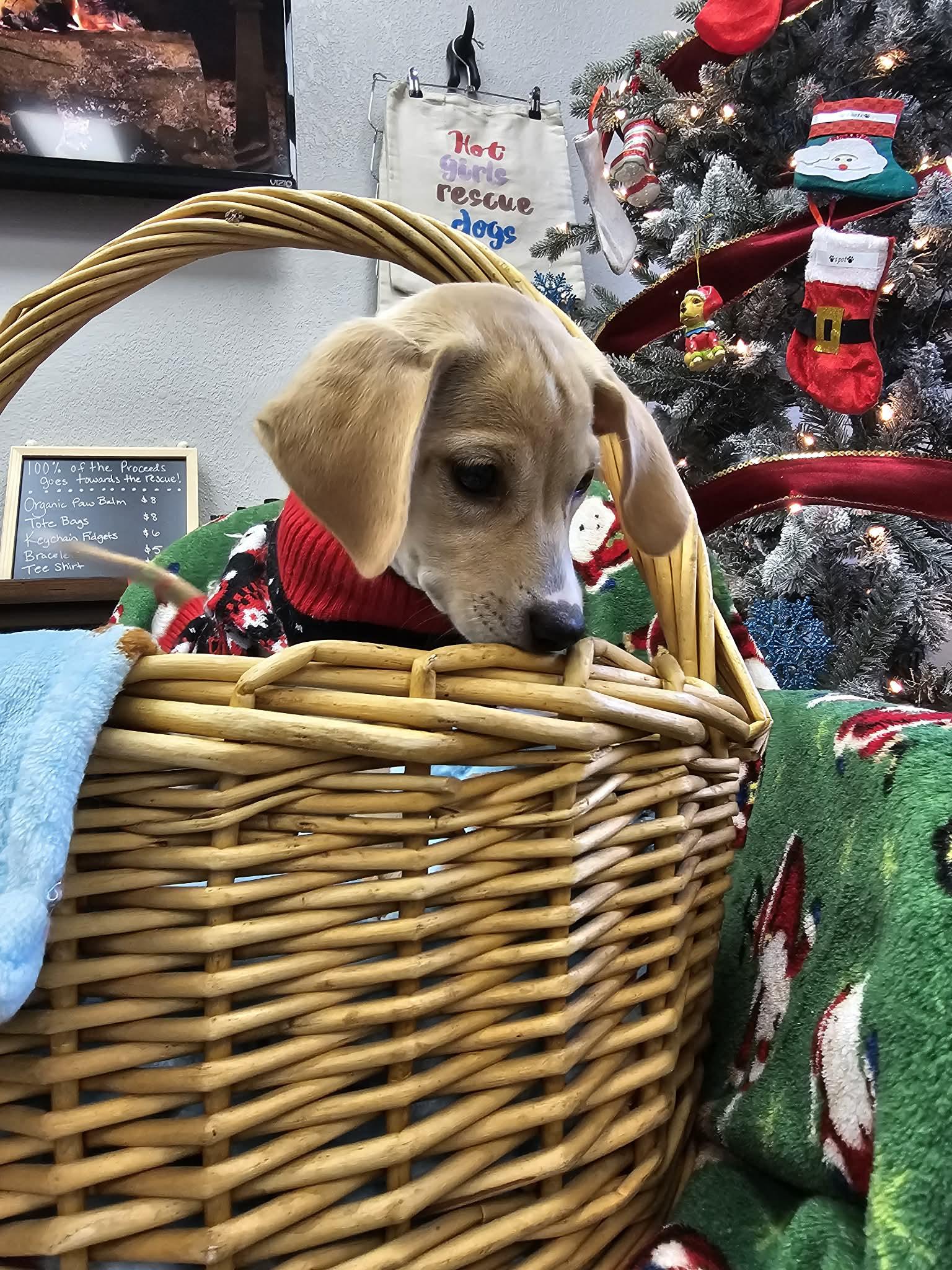 Enlarge Rosie the tiny mixed breed, a Adoptable mixed breed in Muskego, WI image 3/6