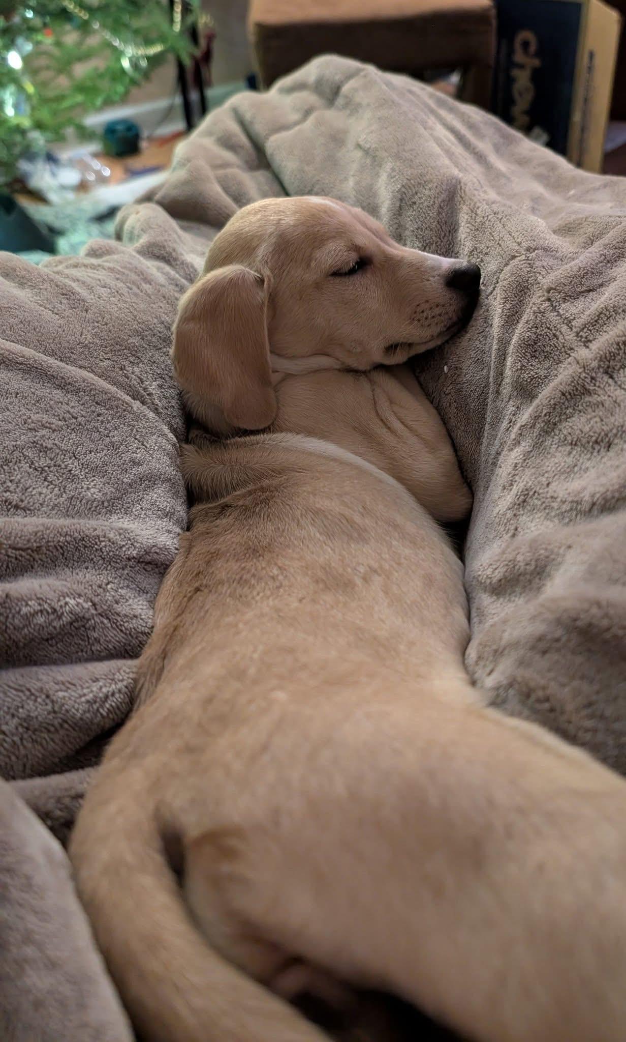 Enlarge Rosie the tiny mixed breed, a Adoptable mixed breed in Muskego, WI image 6/6