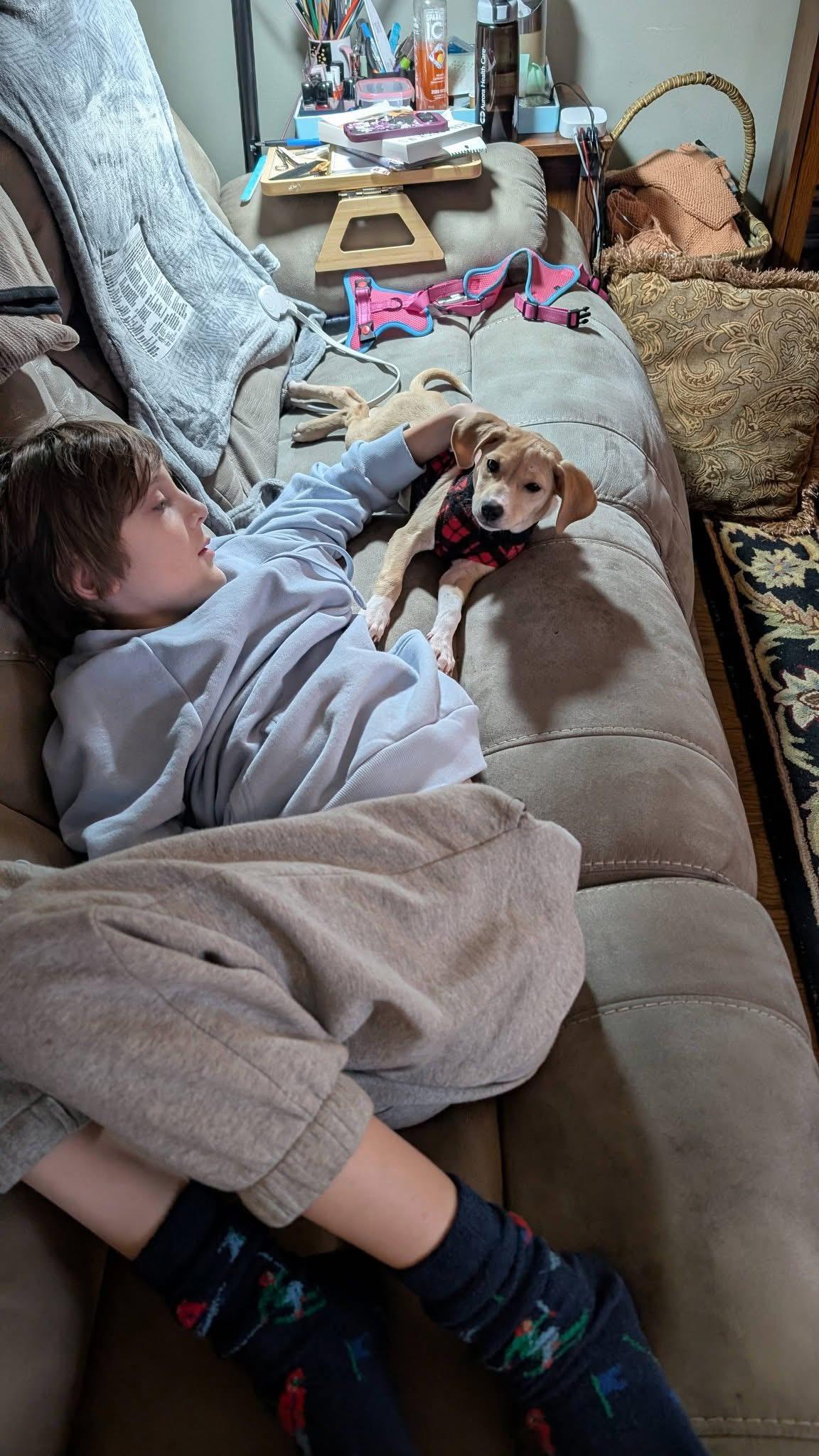 Enlarge Rosie the tiny mixed breed, a Adoptable mixed breed in Muskego, WI image 5/6