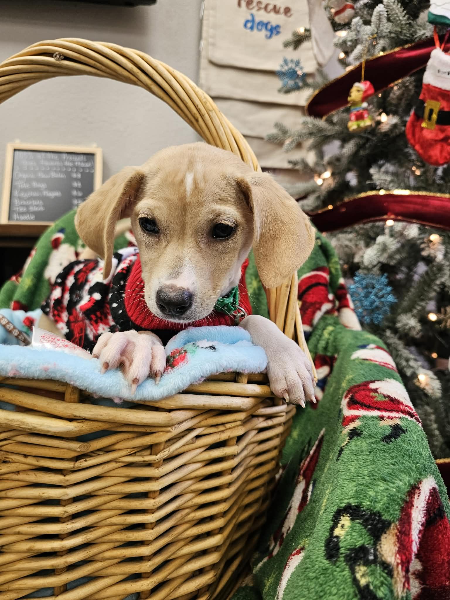 Enlarge Rosie the tiny mixed breed, a Adoptable mixed breed in Muskego, WI image 2/6