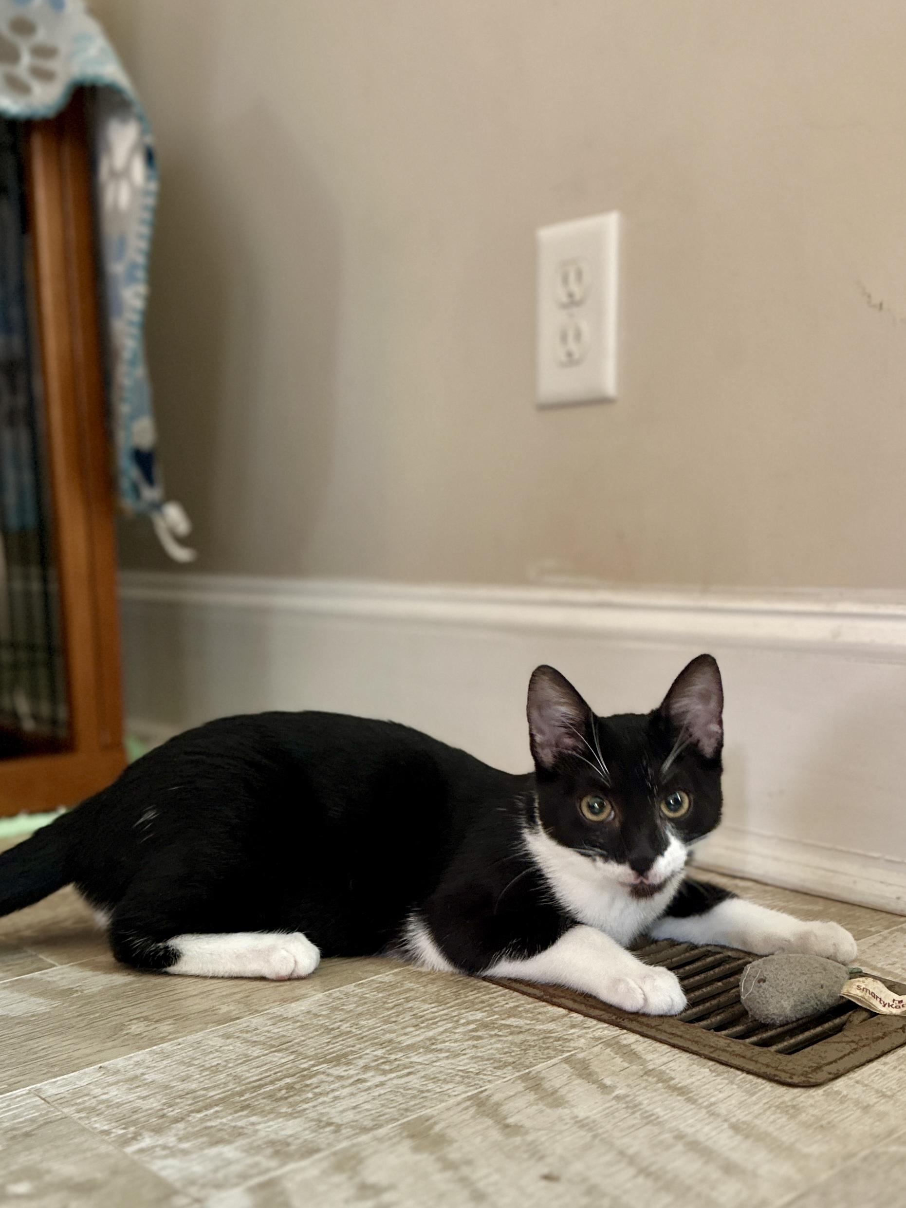 Enlarge Georgia, a Adoptable Domestic Short Hair in Suffolk, VA image 6/6