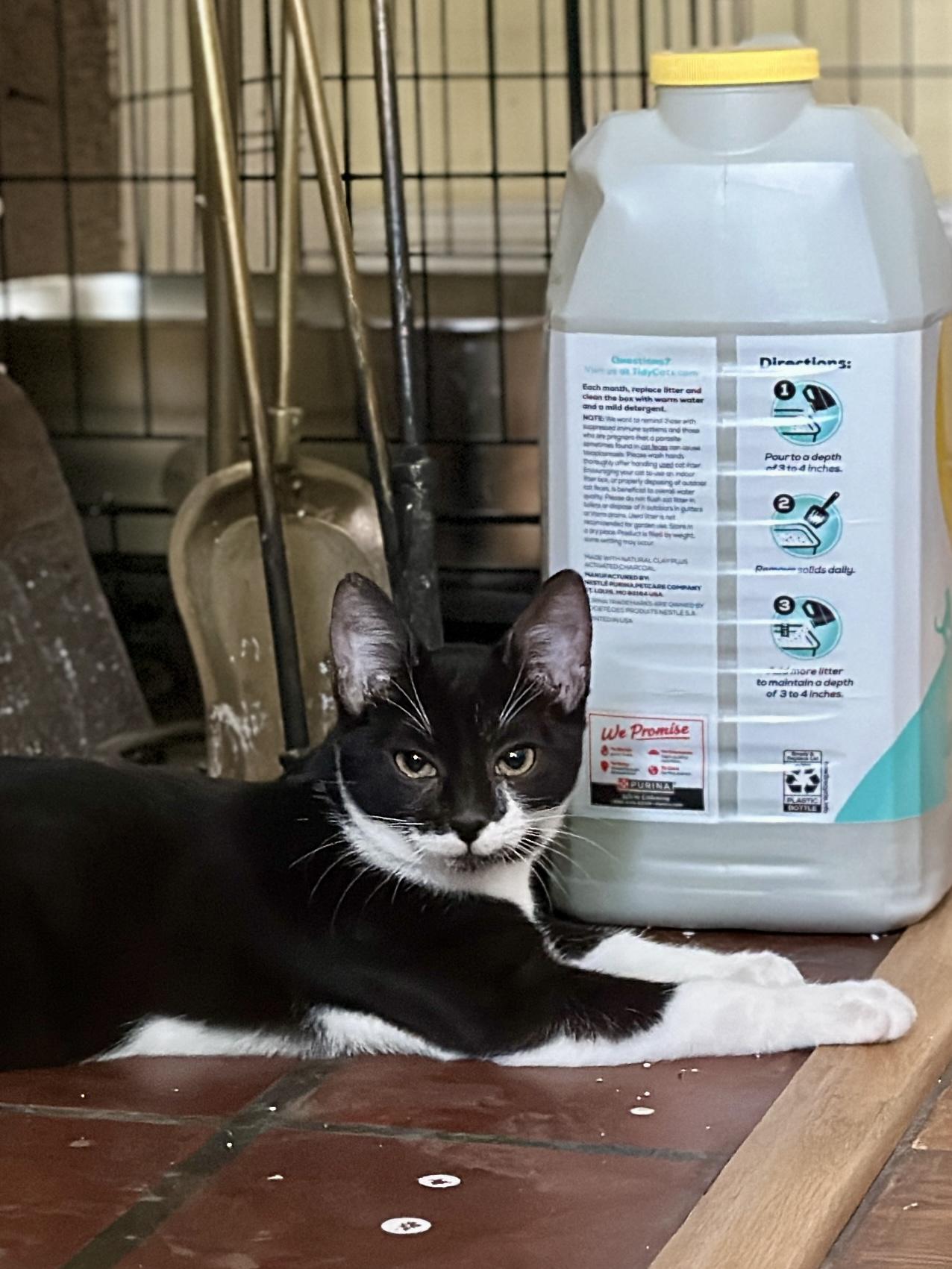 Enlarge Georgia, a Adoptable Domestic Short Hair in Suffolk, VA image 4/6