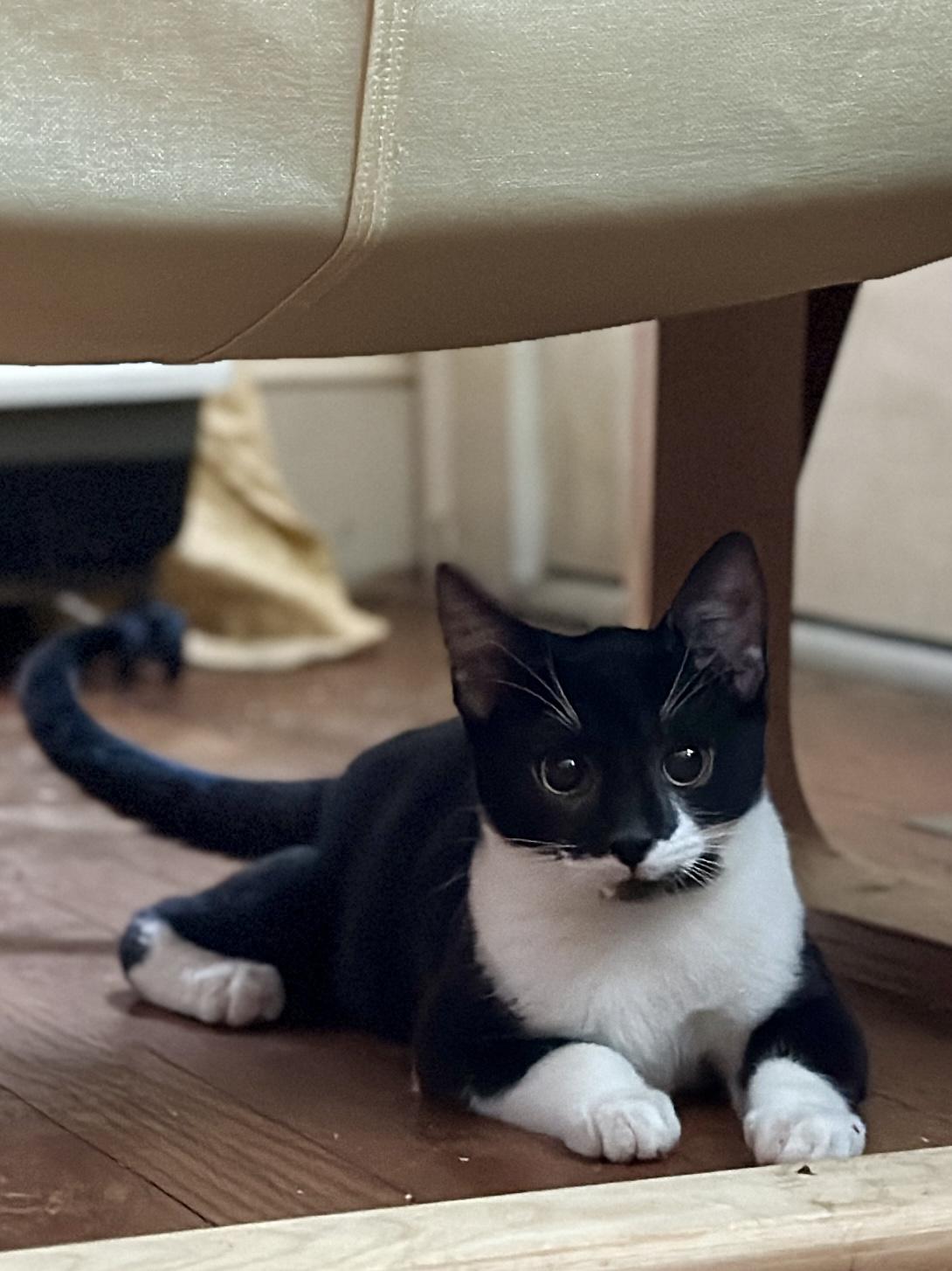 Enlarge Georgia, a Adoptable Domestic Short Hair in Suffolk, VA image 2/6