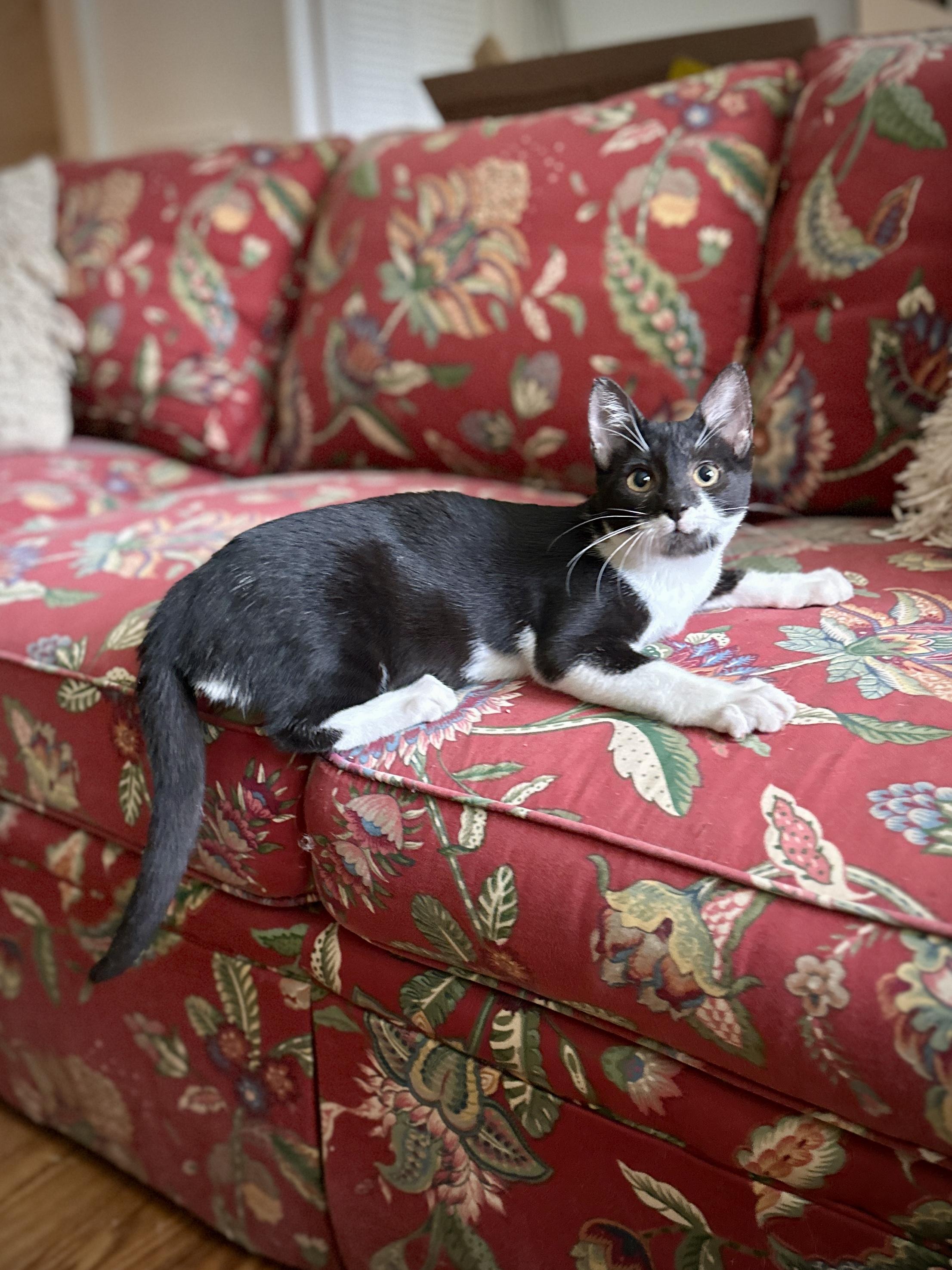 Enlarge Georgia, a Adoptable Domestic Short Hair in Suffolk, VA image 3/6