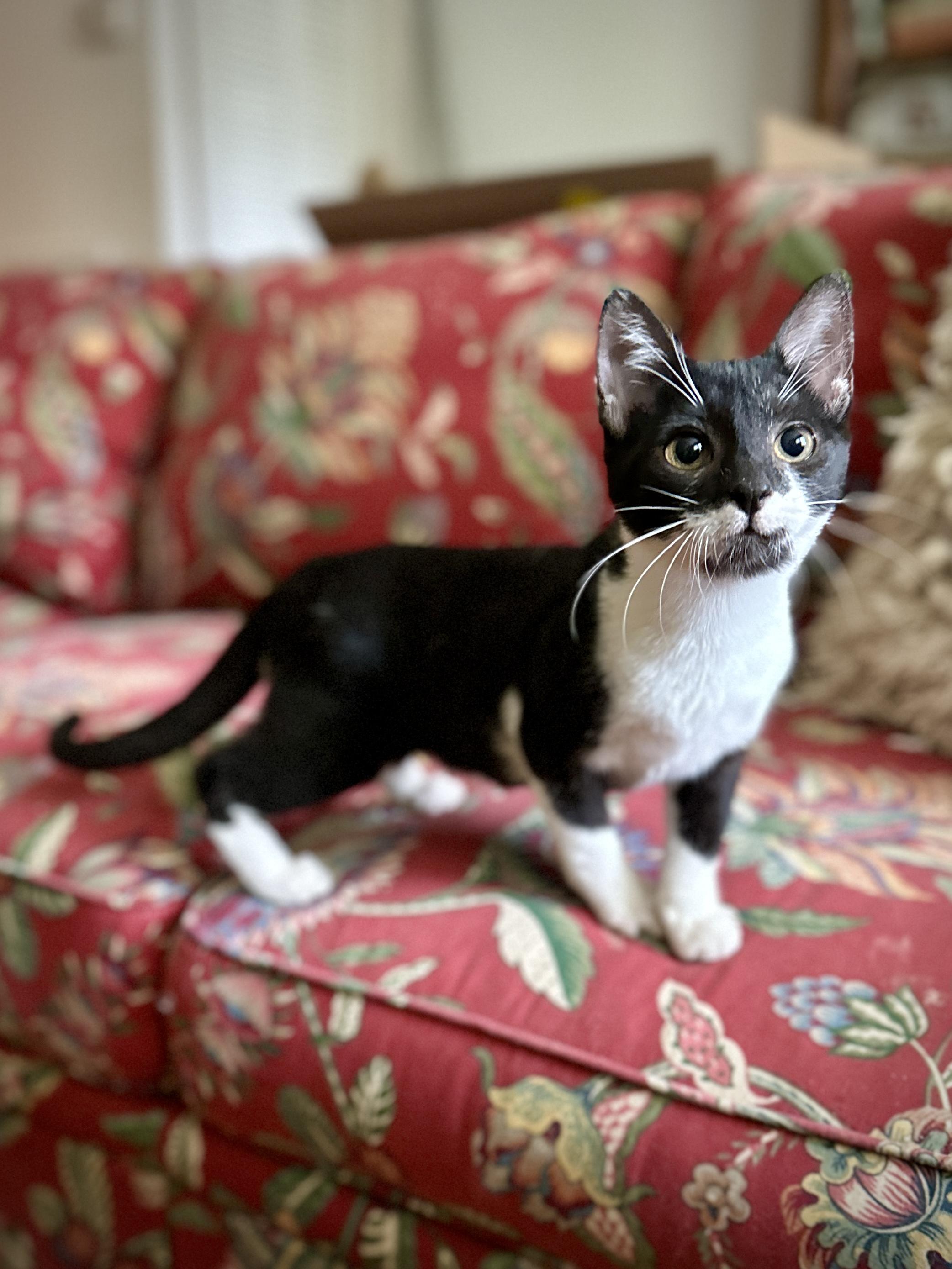 Georgia, Adoptable, Kitten Female Domestic Short Hair.