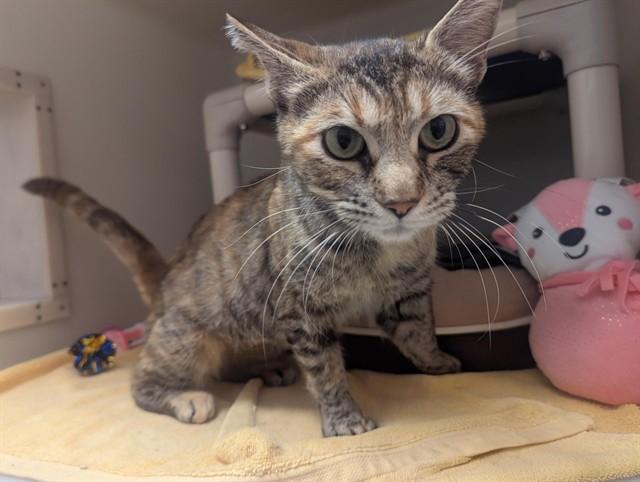Enlarge MAE, a Adoptable Domestic Short Hair in Salinas, CA image 1/1