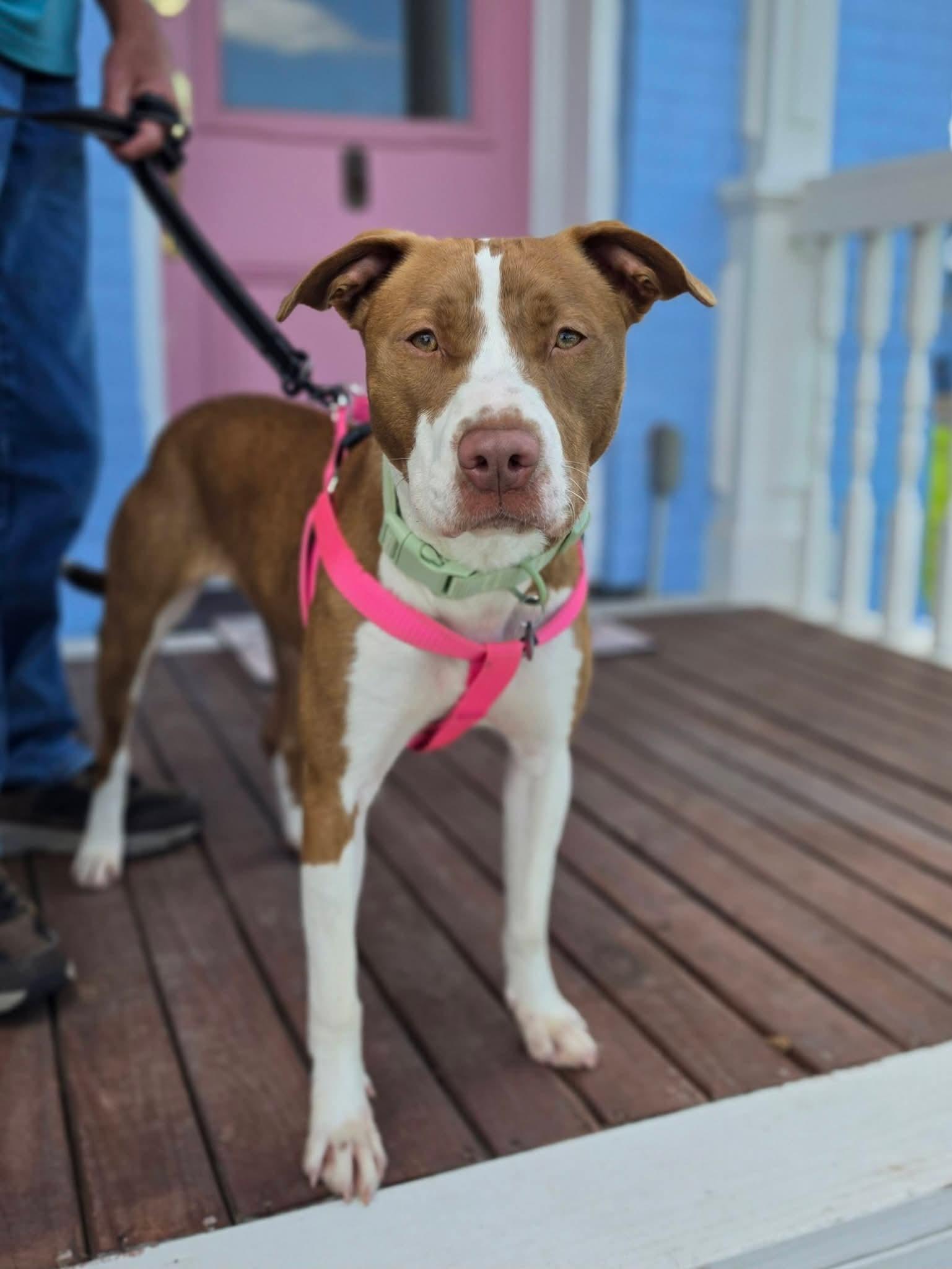 Taylor, a ADOPTABLE mixed breed in Lexington, MO image 5/6