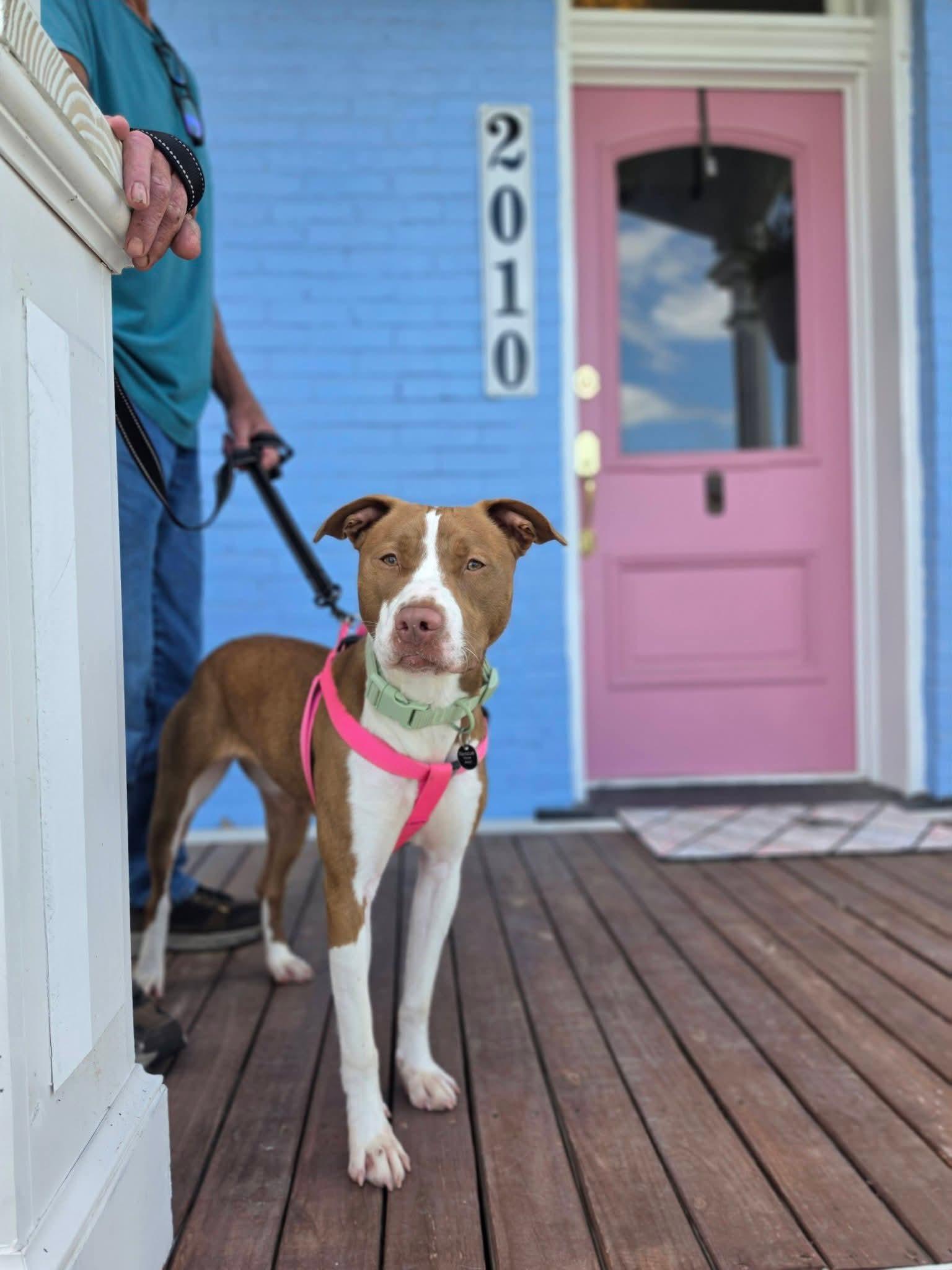 Taylor, a ADOPTABLE mixed breed in Lexington, MO image 3/6