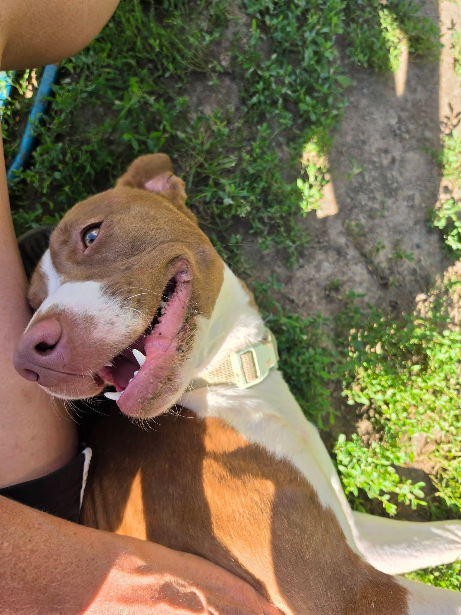 Taylor, a ADOPTABLE mixed breed in Lexington, MO image 6/6