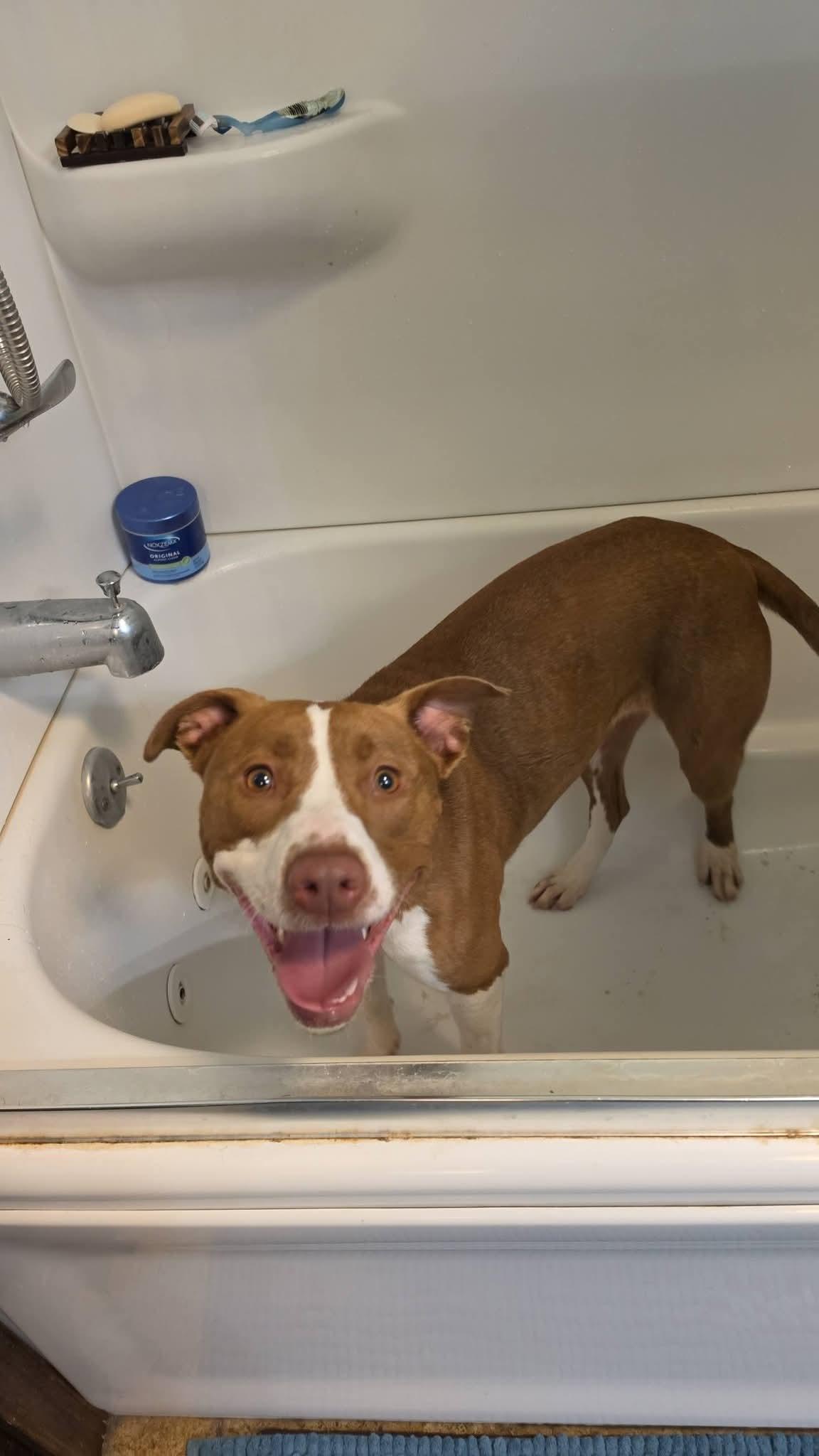 Taylor, a ADOPTABLE mixed breed in Lexington, MO image 4/6