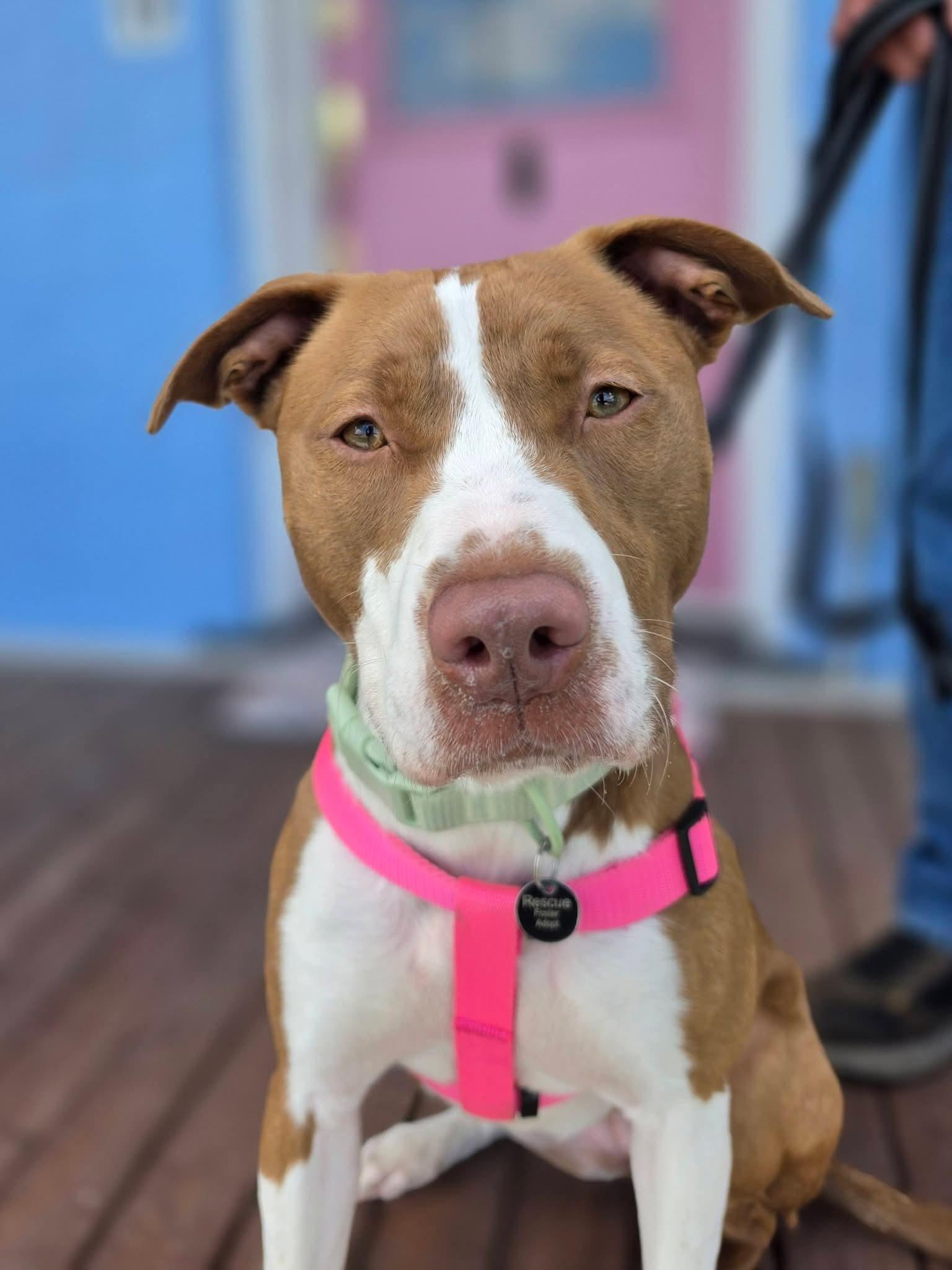 Taylor, a ADOPTABLE mixed breed in Lexington, MO image 2/6