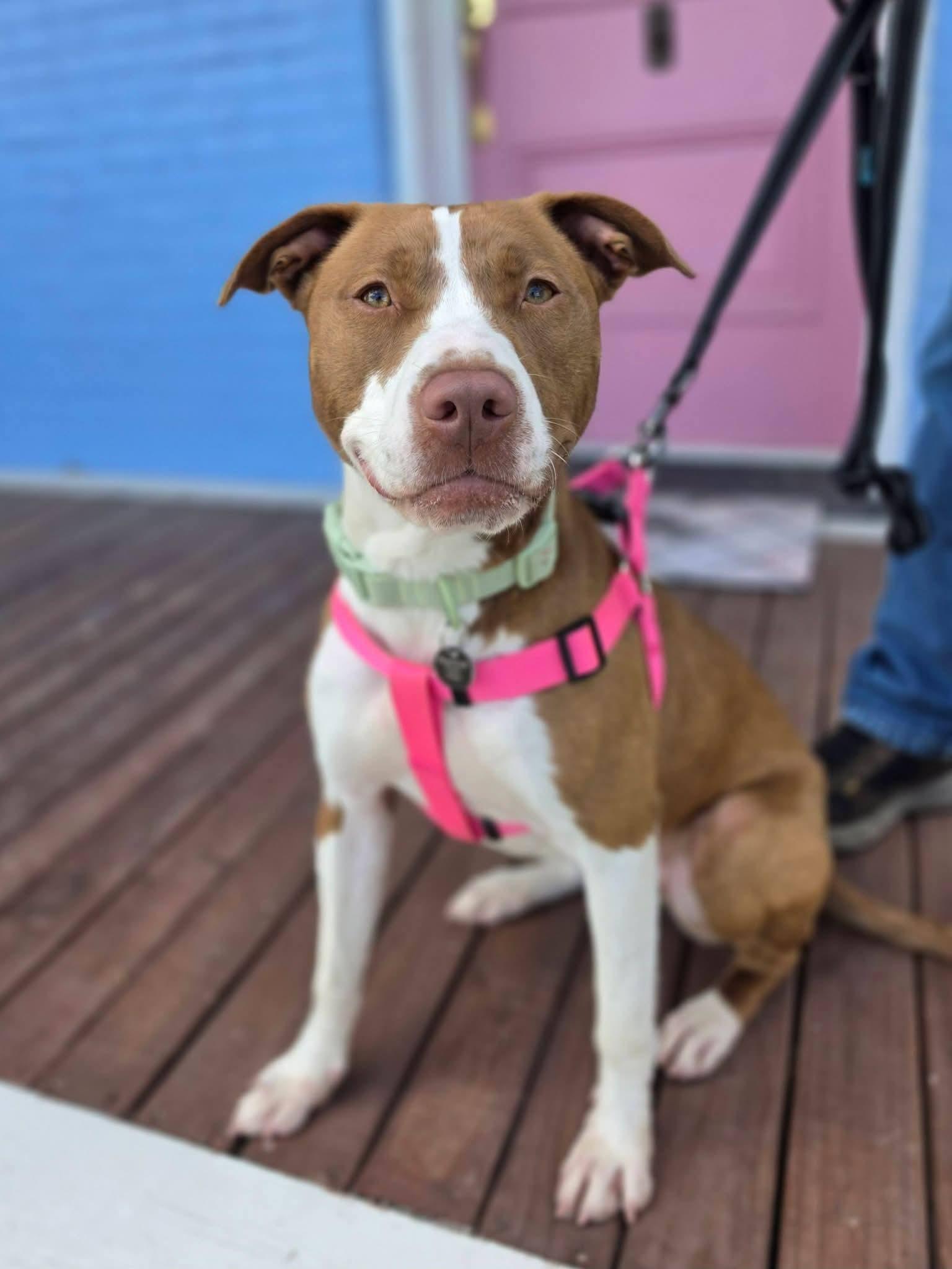 Taylor, ADOPTABLE, Young Female Pit Bull Terrier.