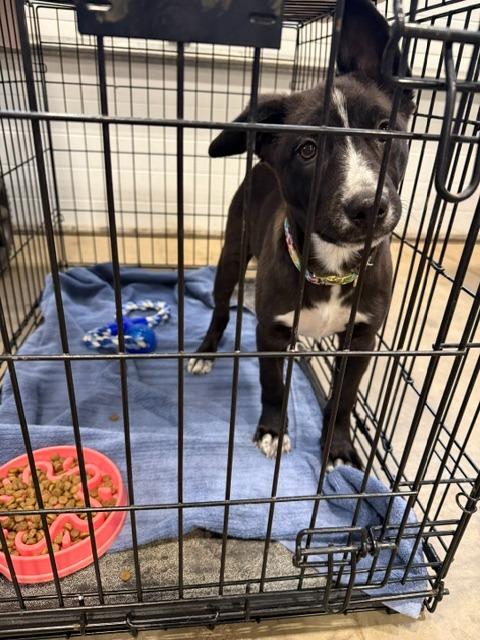 Roo 26-11447, a Adopted Australian Cattle Dog / Blue Heeler in Minot, ND image 3/5