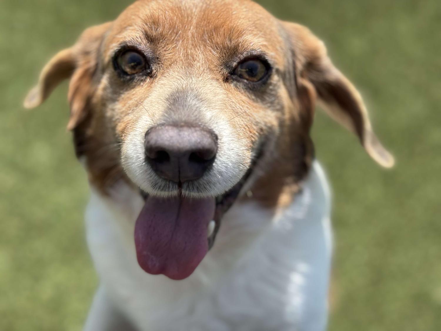 Claude, Adult Male Beagle