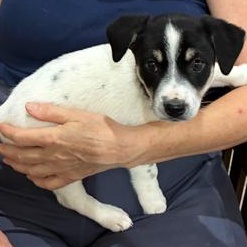 Enlarge Maxi, an adopted mixed breed in Bentonville, AR image 5/6