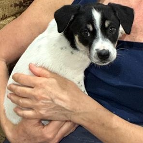 Enlarge Maxi, an adopted mixed breed in Bentonville, AR image 6/6