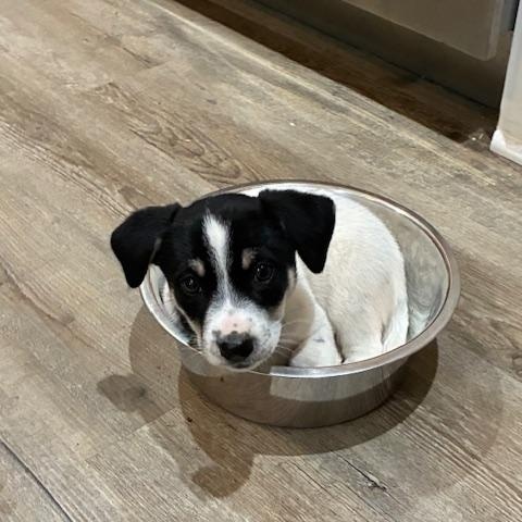 Enlarge Maxi, an adopted mixed breed in Bentonville, AR image 1/6