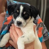 Enlarge Maxi, an adopted mixed breed in Bentonville, AR image 3/6