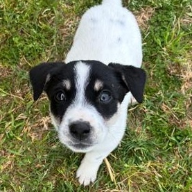 Enlarge Maxi, an adopted mixed breed in Bentonville, AR image 2/6