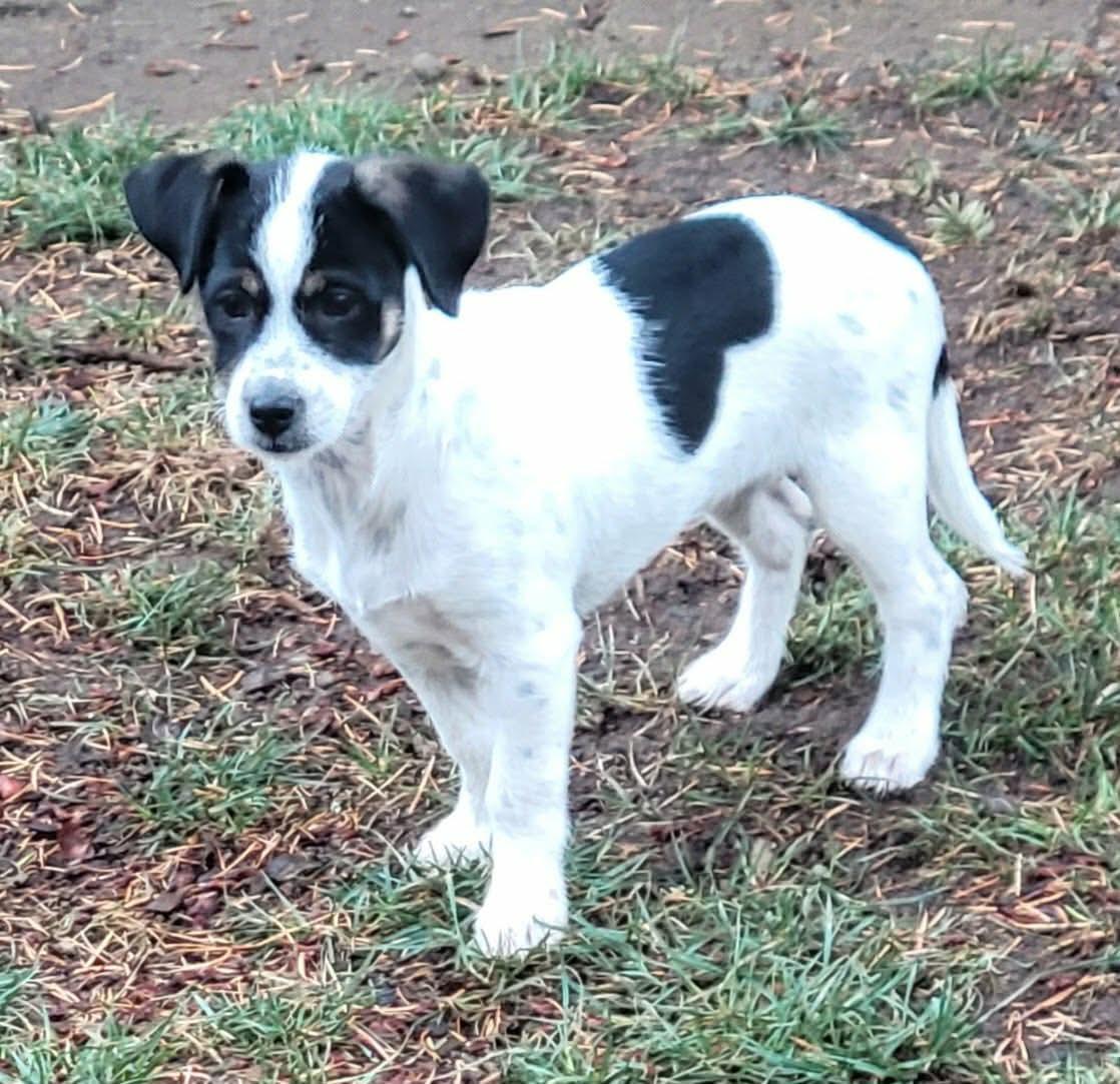 Enlarge Eclair, a Adoptable mixed breed in Beavercreek, OR image 5/6