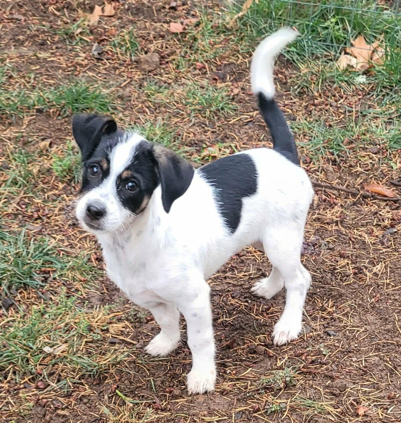 Enlarge Eclair, a Adoptable mixed breed in Beavercreek, OR image 1/6