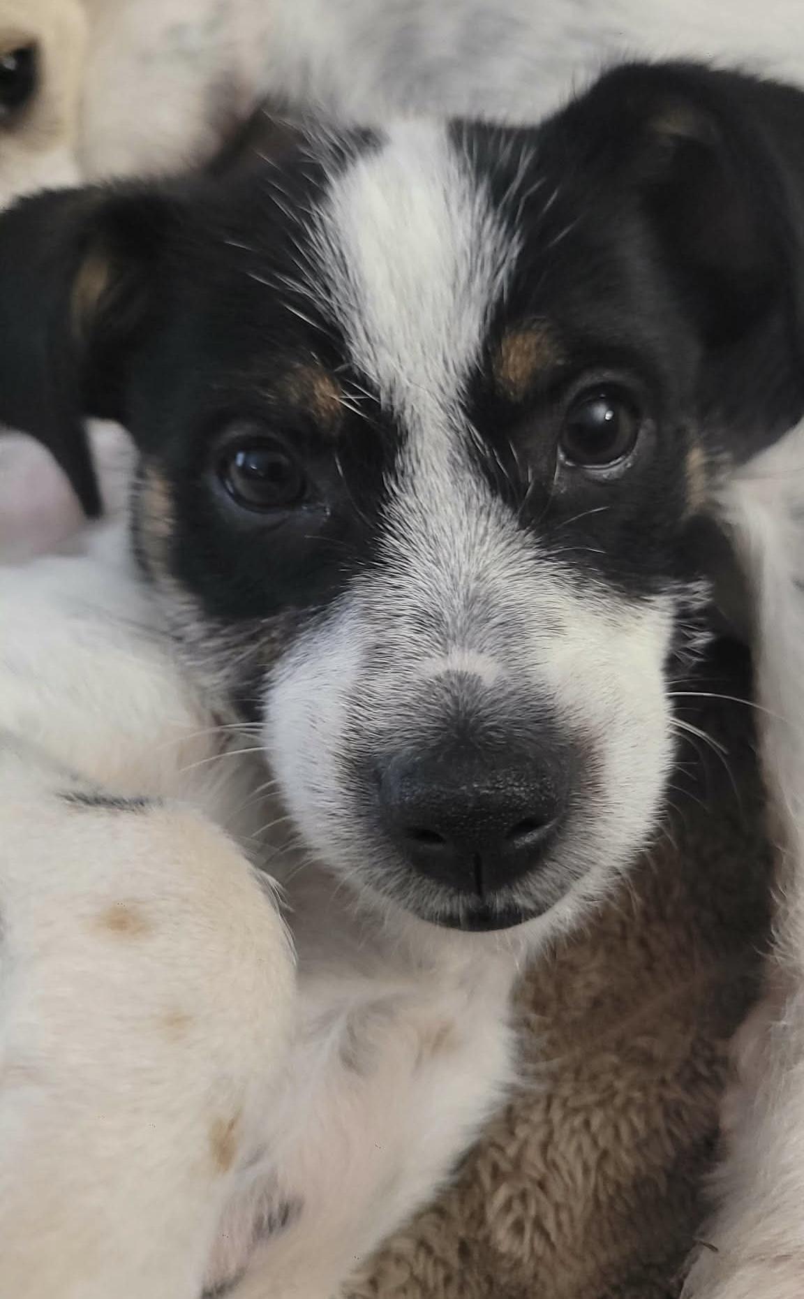 Enlarge Eclair, a Adoptable mixed breed in Beavercreek, OR image 3/6