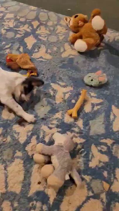 Enlarge Eclair, a Adoptable mixed breed in Beavercreek, OR video 4/6