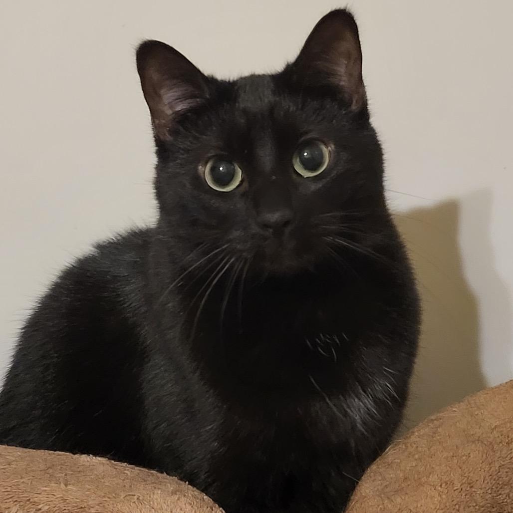 Java, Adoptable, Adult Female Domestic Medium Hair.