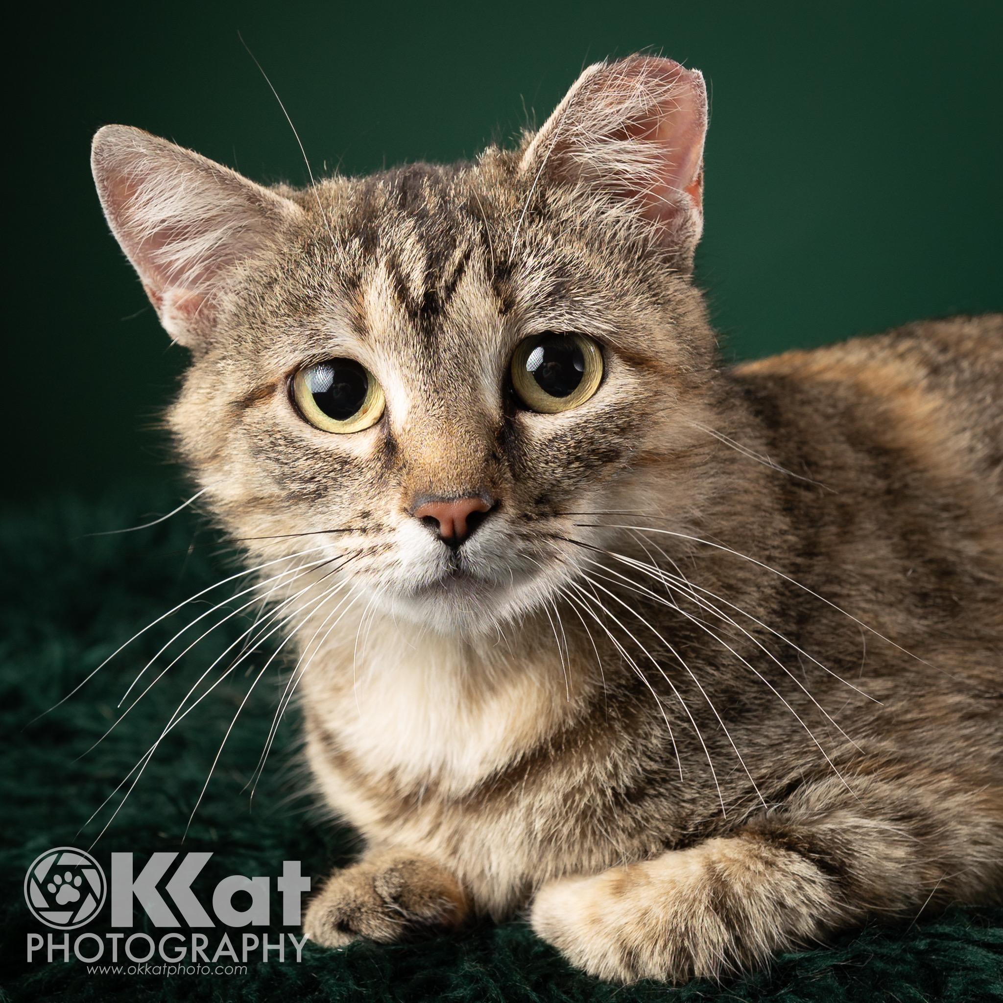 Inertia, a Adopted mixed breed in Norman, OK image 1/6