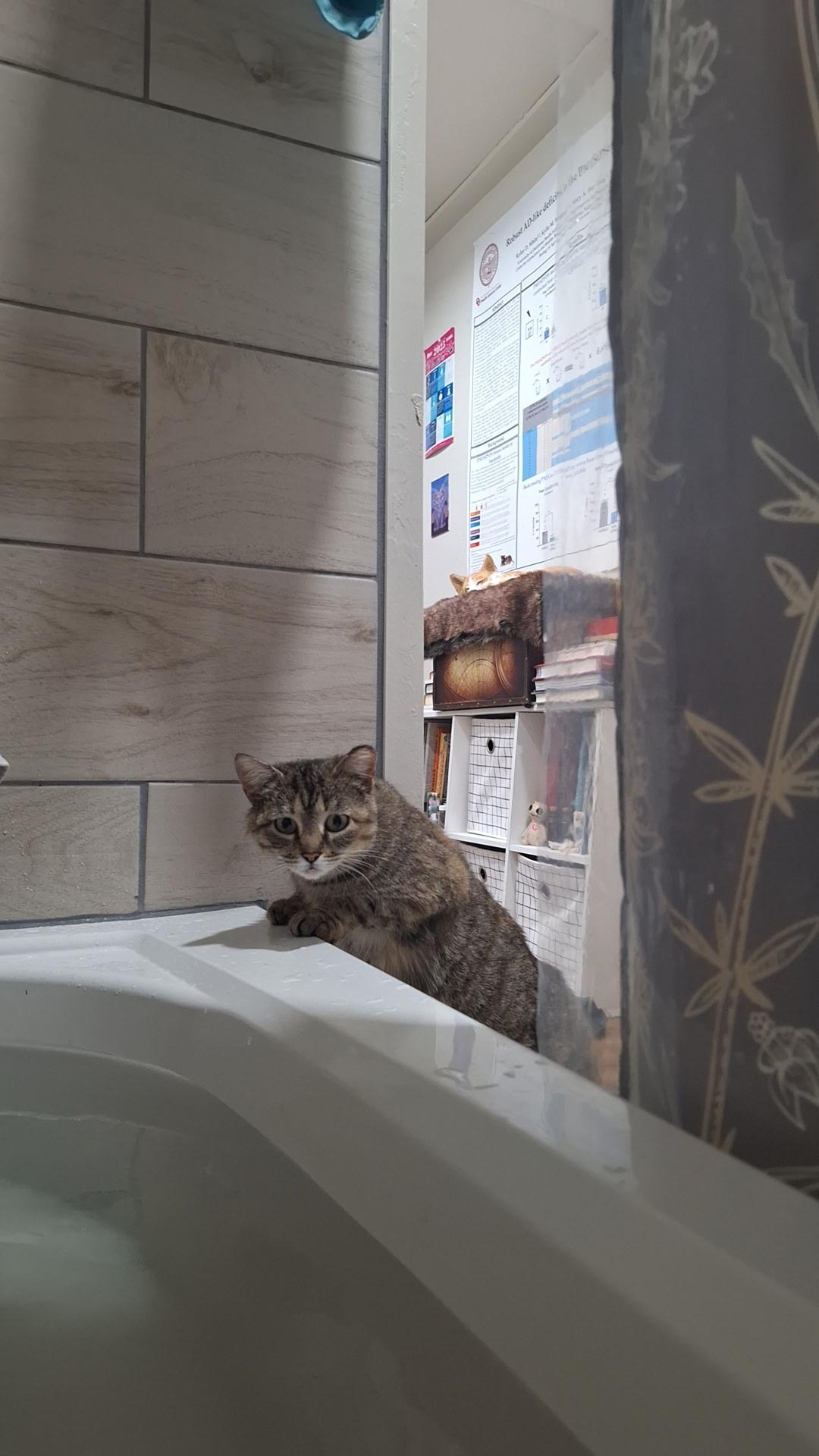 Inertia, a Adopted mixed breed in Norman, OK image 6/6