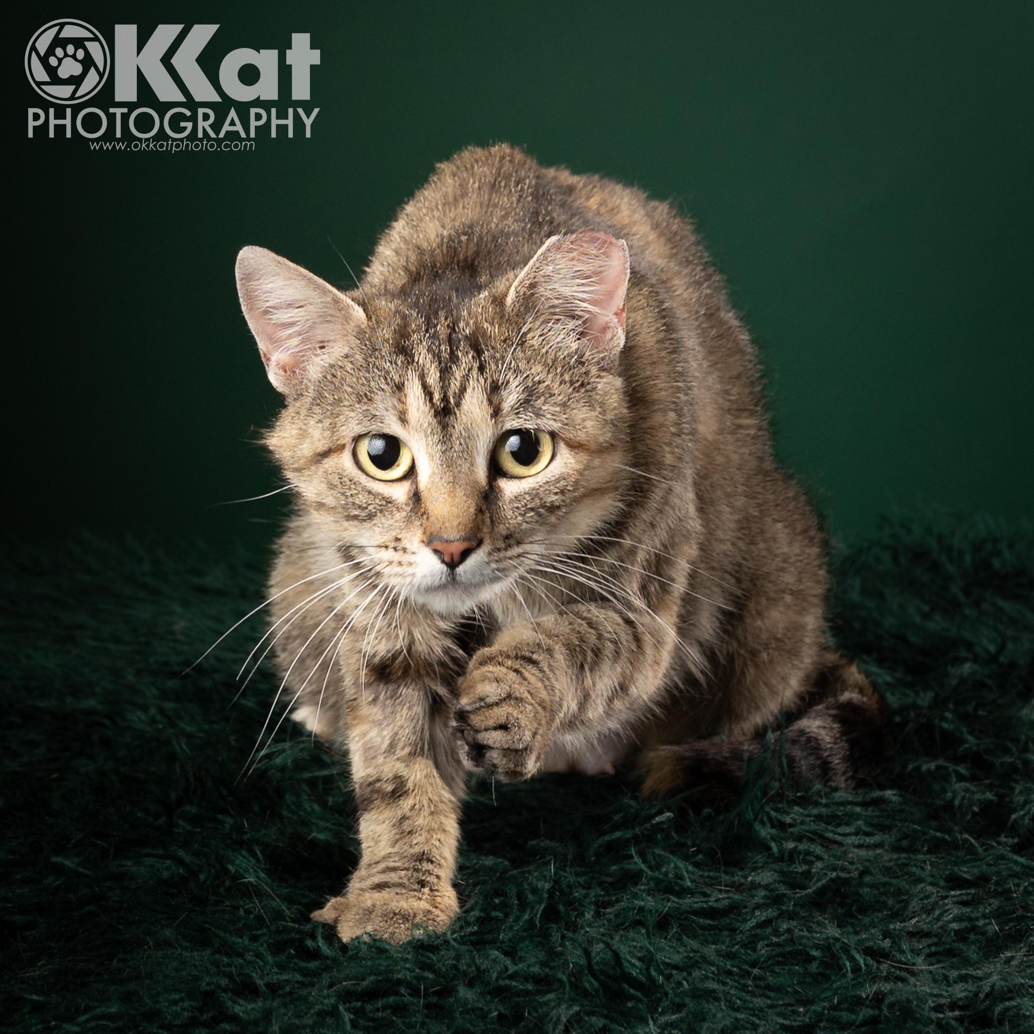 Inertia, a Adopted mixed breed in Norman, OK image 3/6